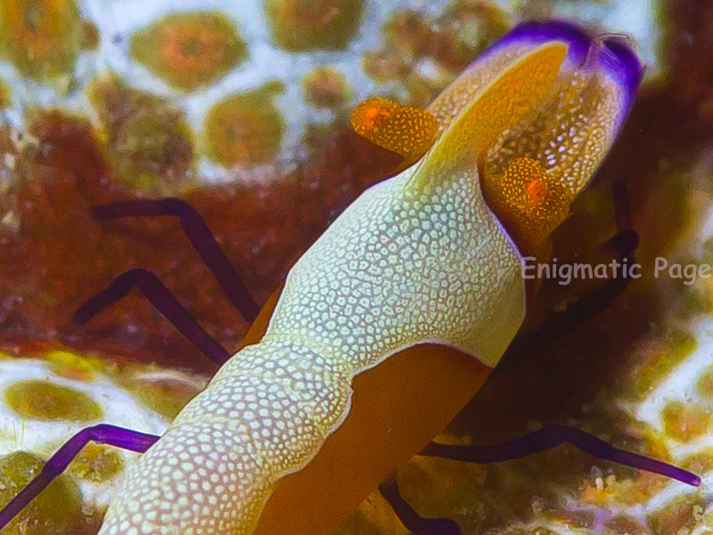 クローズアップ例