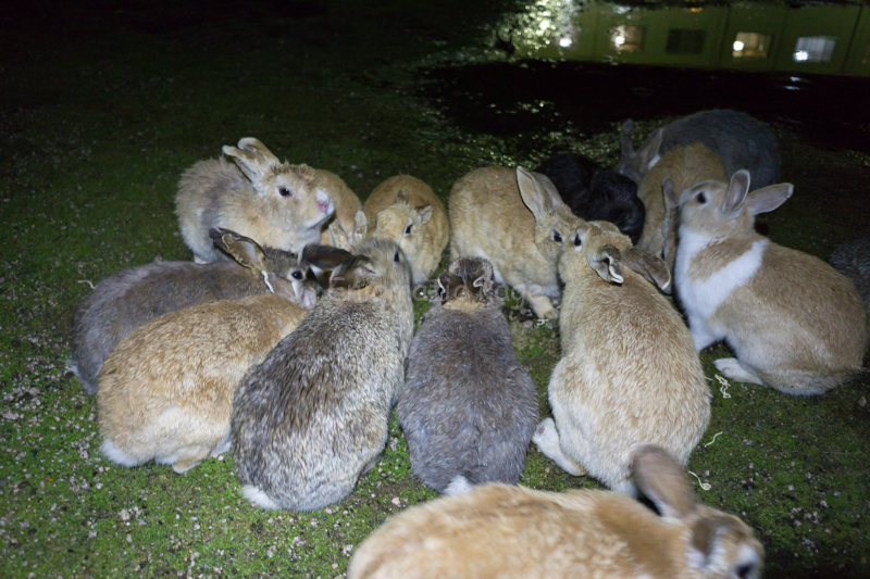 夜のウサギ談義