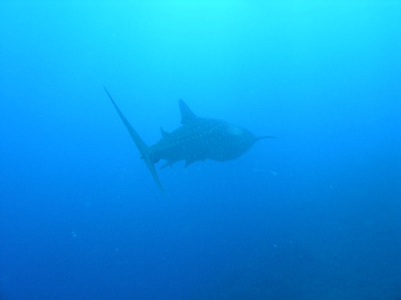 トゥバタハで見たジンベイ・・・後ろからかの写真かいっ！！