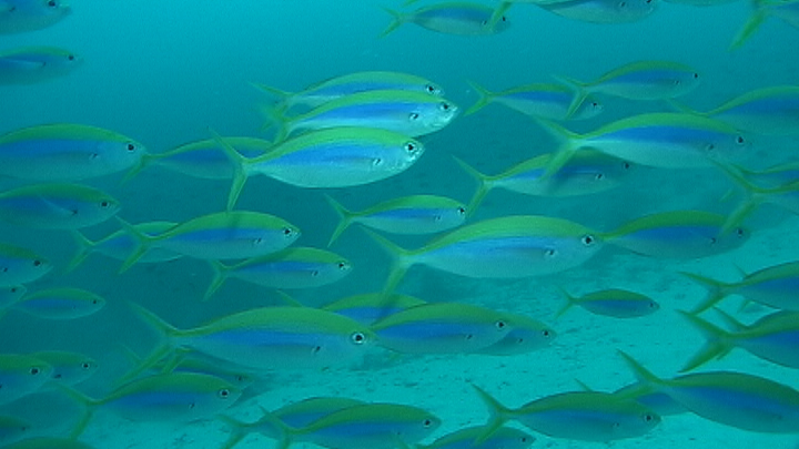 ヴィラメンドゥ映像からのキャプチャ