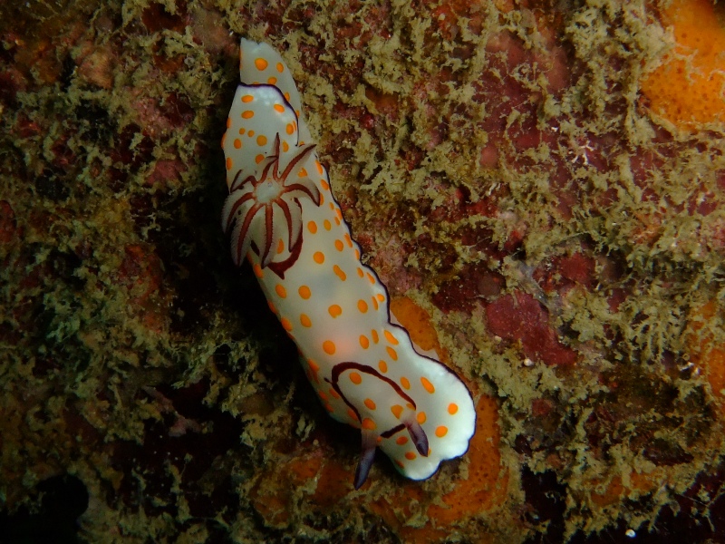 ウミウシ
