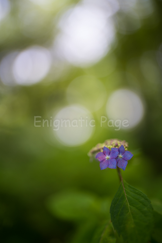 SEL50F12GMサンプル