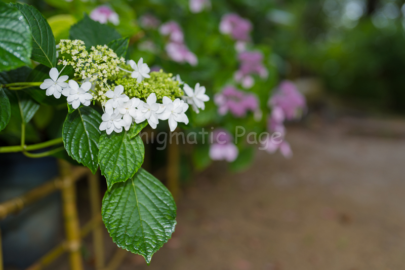 紫陽花
