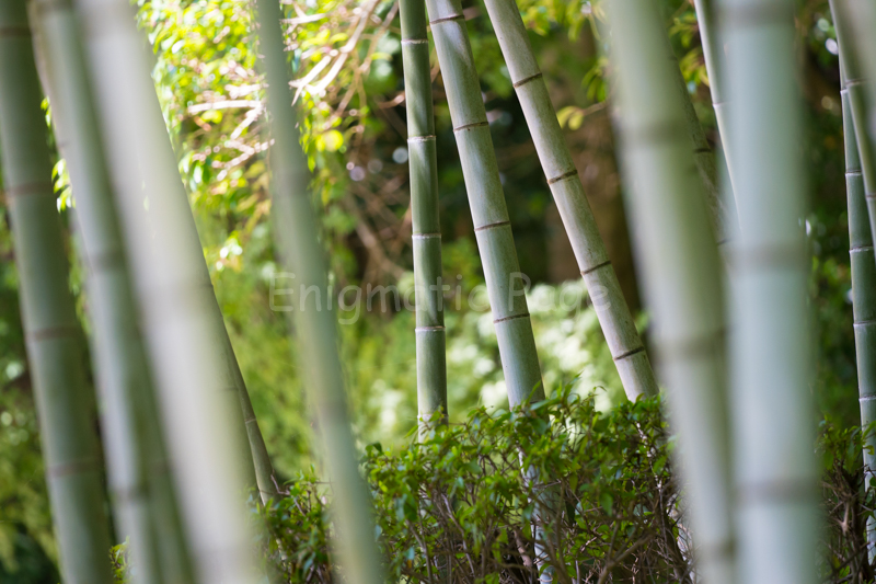 Bamboo