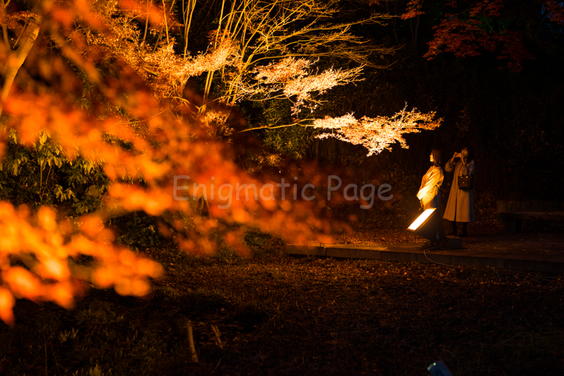sel50f12gm