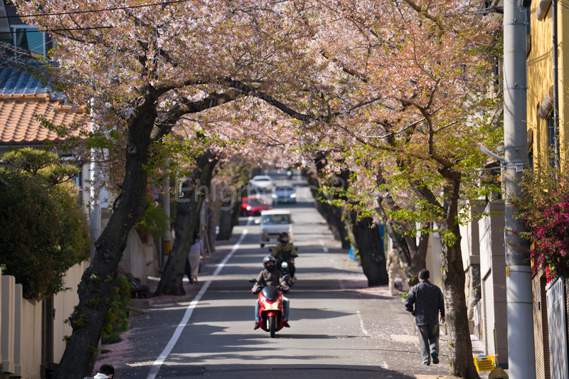 桜