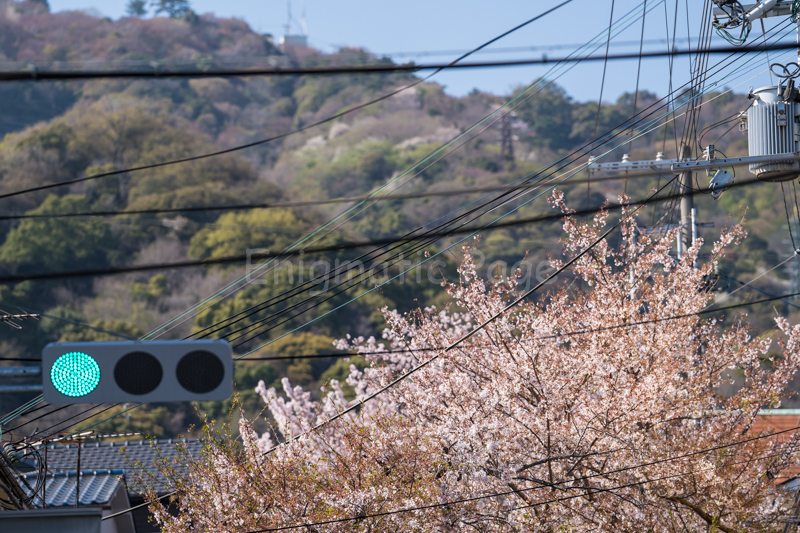桜