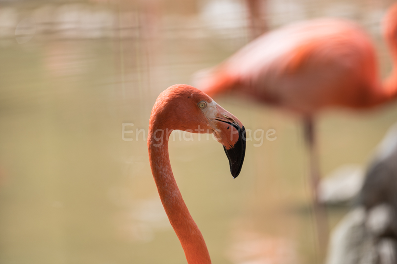動物園