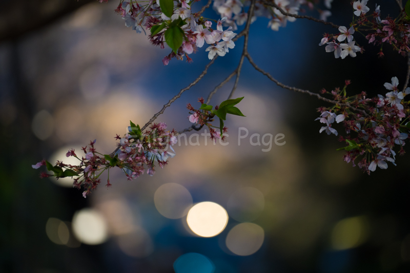 夜桜