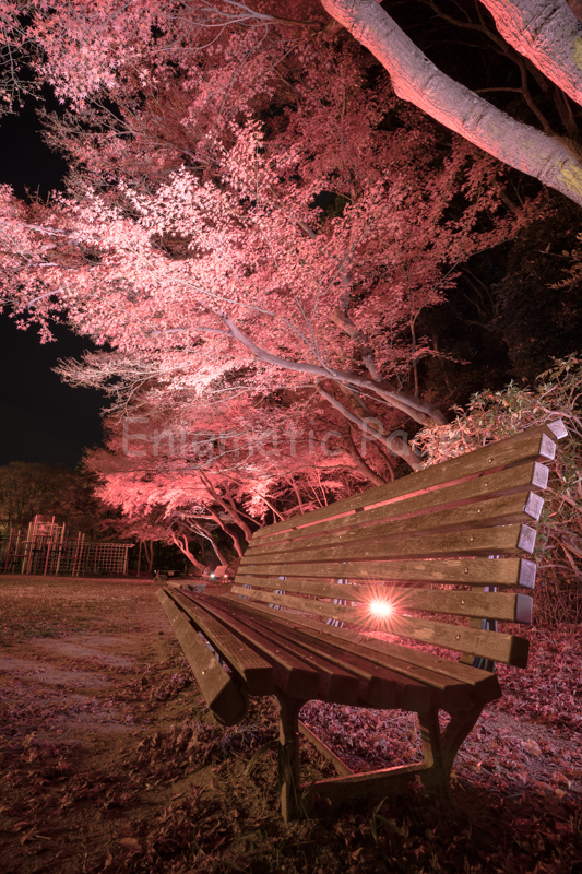 紅葉ライトアップ