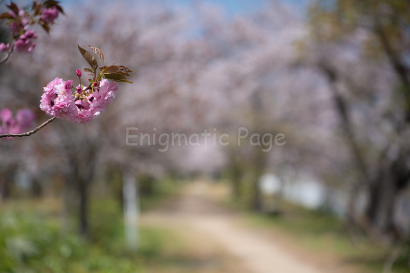 桜