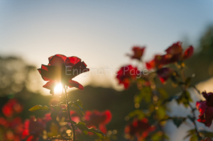 ファイヤーパフォーマンス ファイヤーパフォーマンス